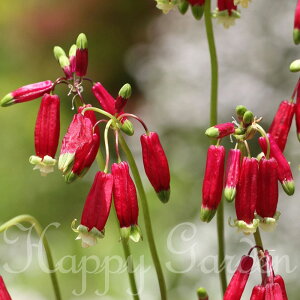 AςȂ   fBPXe} IׂZbg y͂ [֑ΉzHA  Ԃ̋ A K[fjO Ԓd A nbs[K[f y2025BUz(2006)