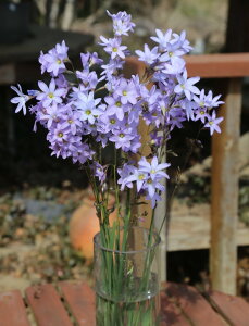 AςȂ CLVA Iׂ4y͂  [֑Ή zIxia A N  YCZ  nbs[K[fy2025BUz(2006)