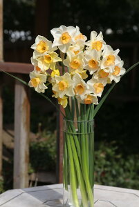 c   AςȂ F  WY 3Zbg tJ H ~A IWys\10{`͂ ^zNarcissus cyclamineus XCZ N ϊ A Ԃ̋ A