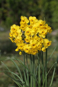   AςȂ  RRy[ 3Zbg tJ H ~A ԁy s\10{`͂ ^zNarcissus XCZ  v Ă₷ N ϊ A Ԃ̋