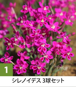 _v|Cg4{ 12/8`11^ _󏭂ȃRN^[Y^AςȂOK N炭 AtJY HA t炫 yC[WA Iׂi3`5y͂  [֑