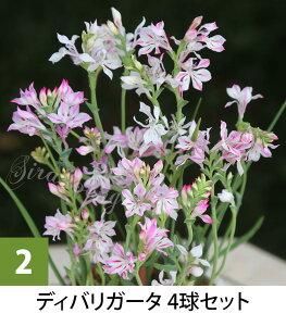 _󏭂ȃRN^[Y^AςȂOK N炭 AtJY HA t炫 yC[WA Iׂi3`5y͂  [֑ΉzLapeirousia divaricata A 