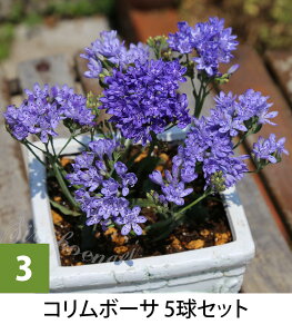 _󏭂ȃRN^[Y^AςȂOK N炭 AtJY HA t炫 yC[WA Iׂi3`5y͂  [֑ΉzLapeirousia divaricata A 