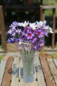 AςȂOK HA [RR[l ~bNX IׂZbg5`12Zbgy͂  [֑Ήzleucocoryne-mix tJ ÂƃpXeԐF A 12Zbg