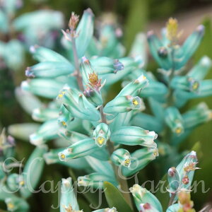AςȂ PiA rfBt[ 3Zbgys\10{`͂  [֑ΉzLachenalia Viridiflora Ԓd A A K[fjO H ~ nbs[K[fy202