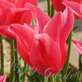 球根 花 チューリップ マリエット 4球セット ユリ咲き 桃赤花【お届け中 中型球根】Tulip Mariette 秋植え球根 庭植え 花壇 寄せ植え ガーデニング ハッピーガーデン 2025BU COM【326】