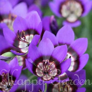  HA QC\U Q[\[U Iׂi 3`6Zbgy͂  [֑ΉzGeissorhiza inflexa var.erosa QC\[U H Ԃ̋ A Ԓd A y2025BUzymailz