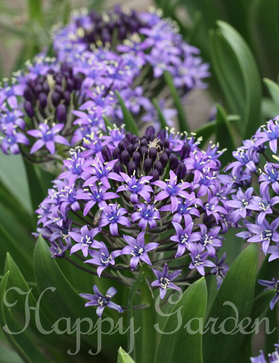 楽天市場 植えっぱなし 球根 シラー ペルビアナ ブルー 1球 お届け中 中型球根 Scilla Peruviana ペルビアーナ 野放し 多年草 球根植物 秋球根 秋植え球根 青花 花壇 庭植え 鉢植え ガーデン ガーデニング ツルボ属 シラー属 スキラ属 22bu Com ハッピーガーデン