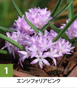 AςȂOK c HA 󏭂ȓAtJY |LZiEGVtHA sN^zCgIׂJ[ 1A 1 3y͂zPolyxena ensifolia t炫 킢~j 