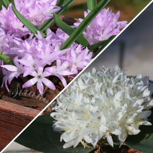 AςȂOK HA 󏭂ȓAtJY |LZiEGVtHA sN^zCgIׂJ[y͂ zPolyxena ensifoliat炫킢~j A 