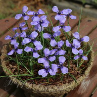 植えっぱなし球根 秋植え球根 ハーベルチア プルケラ チリアヤメ選べるセット【先行予約 10月上旬より発…
