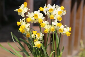   AςȂ  XvOTVC 3Zbg tJ H ~A ys\10`͂ ^zNarcissus cyclamineus XCZ  v Ă₷ N ϊ 