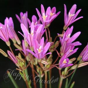 󏭂ȕi@AςȂ geCA @or5y͂` [֑Ήzteleia geCA A 񂹐A A Ԓd  nbs[K[f y2025BUzymailz(2006)