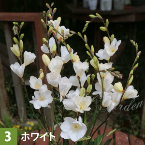   AςȂ ggjA Iׂ 5Zbgys\10{`͂  [ցz Tritonia White H ~A tJ Ԃ̋ K[fjO A A Ԓd 񂹐A