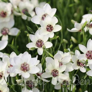  HA QC\U Q[\[U Iׂi 3`6Zbgy͂  [֑ΉzGeissorhiza inflexa var.erosa QC\[U H Ԃ̋ A Ԓd A y2025BUzymailz