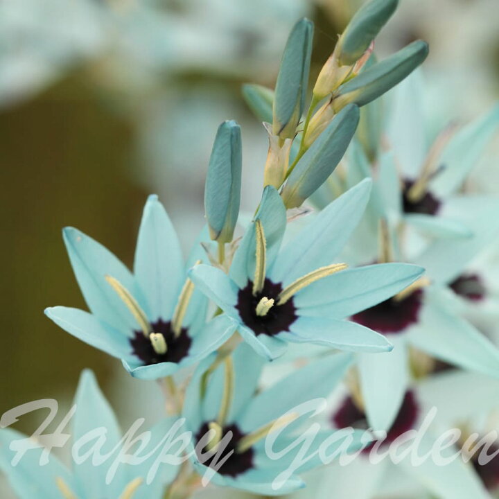 楽天市場 1000円ポッキリ 送料無料 球根 秋 冬 原種イキシア ビリディフローラ 球根3球入り お届け中 全国ドコでも送料無料 メール便 小球根 Ixia Viridiflora 球根植物 多年草 槍水仙 ヤリズイセン 草花 22bu ハッピーガーデン