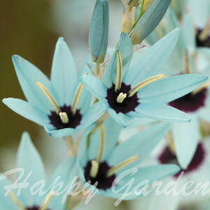 _Sǂł^AςȂ   CLVA rfBt[  3Zbgys\ 10{`͂  [֑Ή|XgɓzIxia viridiflora tJ 