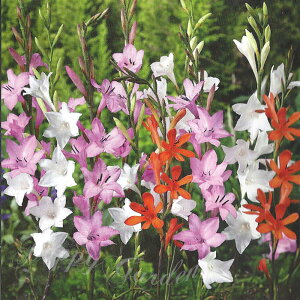 AςȂOK HA t炫 g\jA@ht~bNX 3`6Zbgy͂  [֑Ή zWatsonia AtJY Ԓd A K[fjOɂ߃nb