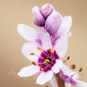 Vo AςȂ    fs^NT gGNg 5Zbgy͂  [֑ΉzHA  Ԃ̋ A HA Ԓd K[fjO K[f Ԓd A