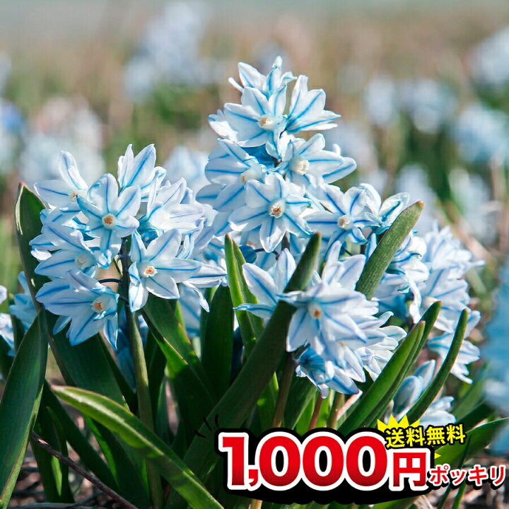 楽天市場 1000円ポッキリ 送料無料 植えっぱなし 秋植え球根 プスキニア リバノチカ 18 球セット お届け中 メール便でお届け全国ドコでも送料無料 Puschkinia Scilloides小球根 プスキニア 花の球根 野放し ガーデニング 秋植え 鉢植え 21bu ハッピーガーデン 楽天市場 1000円ポッキリ 送料無料 植えっぱなし 秋植え球根 プスキニア リバノチカ 18 球セット お届け中 メール便でお届け全国ドコでも送料無料 Puschkinia Scilloides小球根 プスキニア 花の球根 野放し ガーデニング 秋植え 鉢植え 21bu ハッピーガーデン