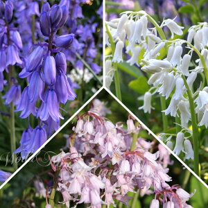 _v|Cg4{ 12/8`11^ AςȂOK HA  N炭 V[EJpj[^ Iׂ铍   3`18Zbg y͂  [ցzHyacinthoides hispanica VFChK[f