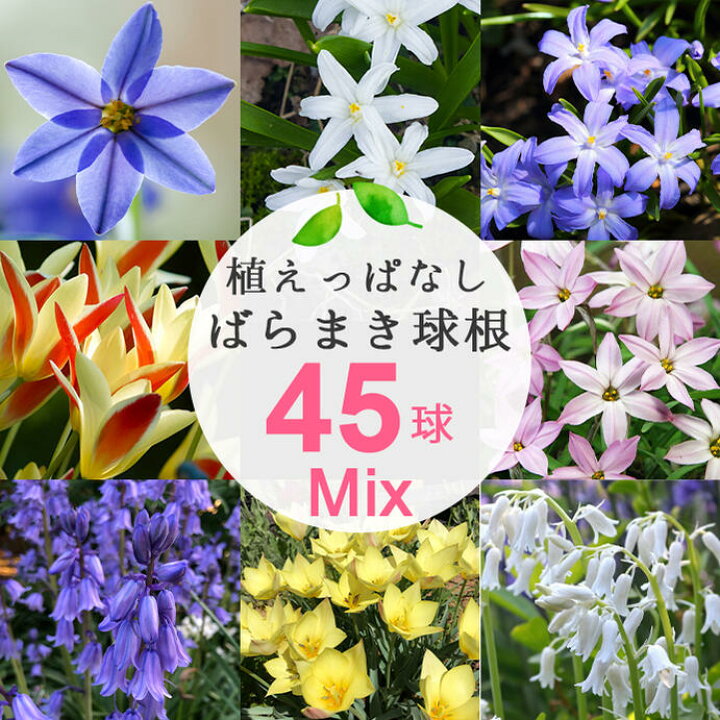 楽天市場 小球根 植えっぱなしばら撒き球根 45球セット お届け中 メール便でお届け 花の球根 球根 花 ガーデン 植えっぱなし 花壇 ガーデニング 寄せ植え 庭植え 花壇 白花 21bu ハッピーガーデン