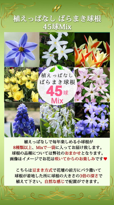 楽天市場 小球根 植えっぱなしばら撒き球根 45球セット お届け中 メール便でお届け 花の球根 球根 花 ガーデン 植えっぱなし 花壇 ガーデニング 寄せ植え 庭植え 花壇 白花 21bu ハッピーガーデン