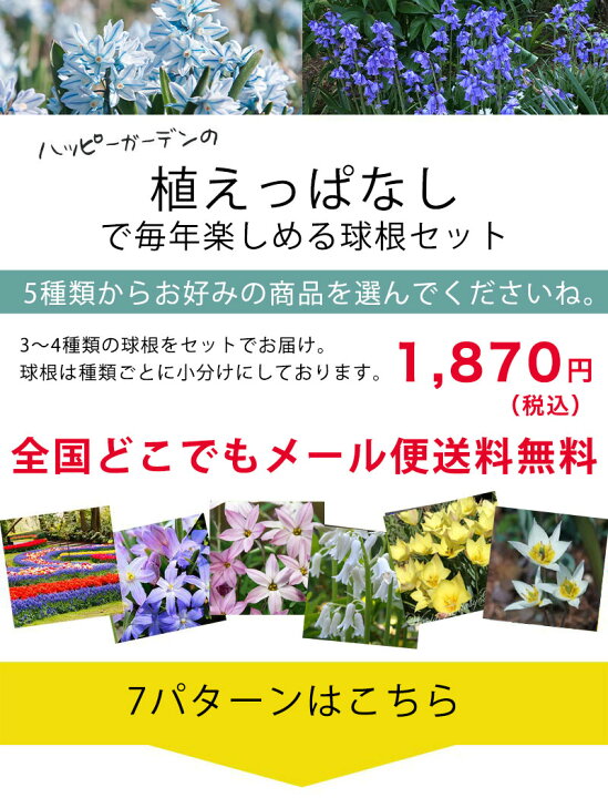楽天市場 秋植え球根 New 毎年楽しめる 植えっぱなし 球根 お得な球根セット 7種類より選択 お届け中 メール便でお届け 小球根 全国どこでも送料無料 原種チューリップ ムスカリ 球根 花の球根 冬植え球根 野放し 秋植え ハッピーガーデン