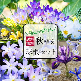 楽天市場 チューリップ 種類 植物 クロッカス 球根 ガーデニング 農業 花 ガーデン Diyの通販