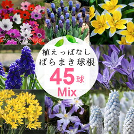 秋植え球根 毎年楽しめる 植えっぱなし ばらまき 球根 お得な球根福袋セット 7〜8種類45球セット 【お届け中 メール便でお届け】原種チューリップ ムスカリ 球根 花の球根 花 冬植え球根 野放し 秋植え