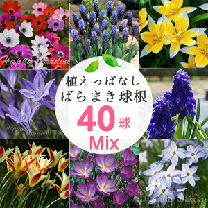  _AςȂŖN炭^ HA ܂I΂܂~bNX7`840Zbg ܁y͂`Sǂł [ցz`[bv XJ NbJX K