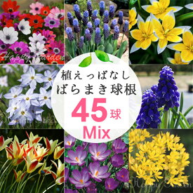 苗 秋植え球根 毎年楽しめる 植えっぱなし ばらまき 球根 お得な球根福袋セット 7〜8種類45球セット 【お届け中 メール便でお届け】原種チューリップ ムスカリ 球根 花の球根 花 冬植え球根 野放し 秋植え