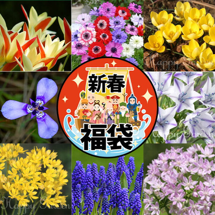 楽天市場】秋植え球根 毎年楽しめる 植えっぱなし ばらまき 球根 お得 