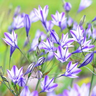 植えっぱなし球根 秋球根 ブローディア ルディ 5球セット 青花【先行予約　お届け10月上旬 小球根 メール…