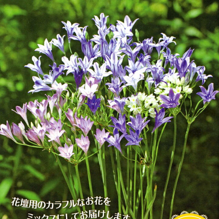 楽天市場 ブローディア ミックスカラー 8球入り 球根植物 Brodiaea メール便対応商品 メール便同梱可能 苗と同梱 小型送料 ハッピーガーデン