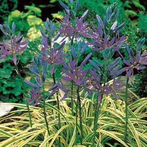   t J}VA u[fB[ 3_AOK^ y͂`[ւł͂zCamassia Blue Melody A u[ Ԓd A A 񂹐A