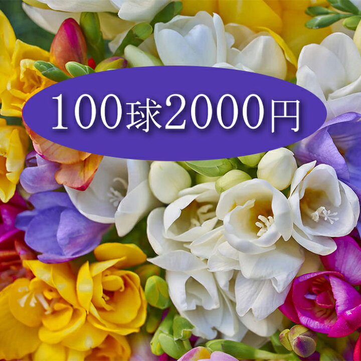 楽天市場 訳アリ フリージア 一重 ミックス 球根 100球 セット 全国どこでも送料無料 メール便対応 同梱不可 代金引換不可 ガーデニング 寄せ植え 花壇 庭植え 赤花 黄花 紫花 白花 ハッピーガーデン