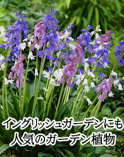 楽天市場 芽だし球根 シラー カンパニュラータ Mix色植え Scilla Campanulata 球根 ヒアシンソイデス 庭植え 鉢植え ガーデニング ツリガネズイセン 多年草 耐寒性 ハッピーガーデン