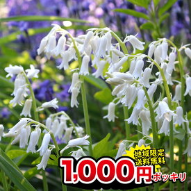 楽天市場 チューリップ 種類 植物 カンパニュラ 球根 ガーデニング 農業 花 ガーデン Diyの通販