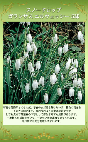 楽天市場 ガーデニング 秋冬苗 秋植え球根 水仙 ハッピーガーデン