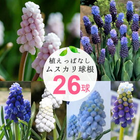 秋植え球根 毎年楽しめる 植えっぱなし ばらまき 球根 お得な球根福袋セット 7〜8種類45球セット 【お届け中 メール便でお届け】原種チューリップ ムスカリ 球根 花の球根 花 冬植え球根 野放し 秋植え