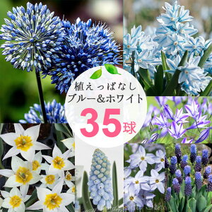 c HA Ny߂ AςȂ ΂܂  ȋ܃Zbg 7`845Zbg y͂ [ւł͂z`[bv XJ  Ԃ̋  ~A 