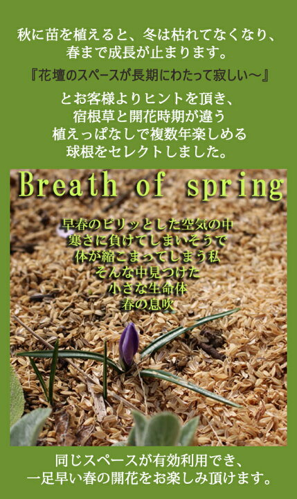 楽天市場 秋植え球根 New 毎年楽しめる 植えっぱなし 球根 お得な球根セット 7種類より選択 お届け中 メール便でお届け 小球根 全国どこでも送料無料 原種チューリップ ムスカリ 球根 花の球根 冬植え球根 野放し 秋植え ハッピーガーデン