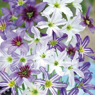 リューココリーネ ミックス 3球植え 選べる1〜3鉢セット 3号【お届け中】leucocoryne-mix 春開花 甘い香…