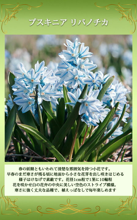 楽天市場 1000円ポッキリ送料無料 植えっぱなし 秋球根 プスキニア リバノチカ 15球セット お届け10月上旬 秋球根先行予約 全国どこでも送料無料 Puschkinia Scilloides 秋植え球根 小球根 プスキニア 花の球根 野放し ガーデニング 秋植え 鉢植え 22bu ハッピー