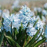 植えっぱなし 球根 花 プスキニア リバノチカ 選べるセット 6球〜36球 小球根【お届け中 メール便対応 一…
