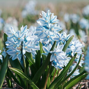 植えっぱなし 球根 花 プスキニア リバノチカ 選べるセット 5球〜36球 小球根【お届け中 小球根 送料無料(一部セットを除く)】 Puschkinia scilloides 花の球根 秋植え球根 耐寒性 冬 庭植え 花壇