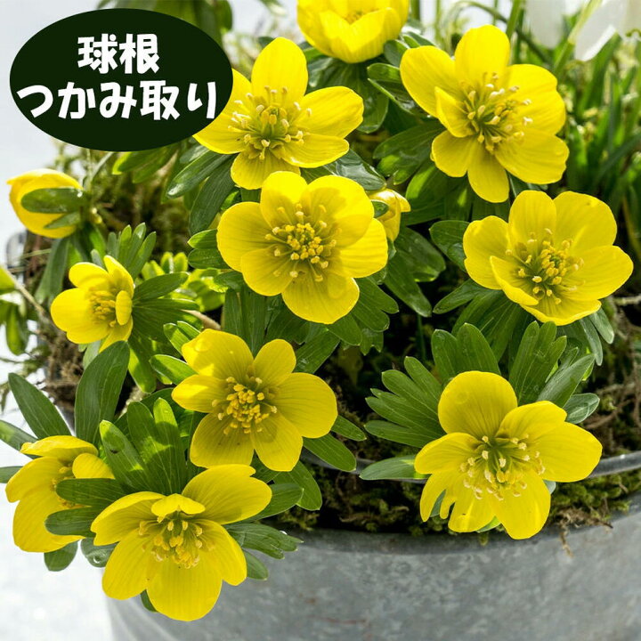 楽天市場 球根 つかみ取り 節分草 黄花セツブンソウ 1回掴み 球数不確定 約 30球 お届け中 お一人様1セットのみ Eranthis Hyemalis 節分草 エランティス シリシカ 球根 多年草 秋球根 秋冬植え球根 ハッピーガーデン