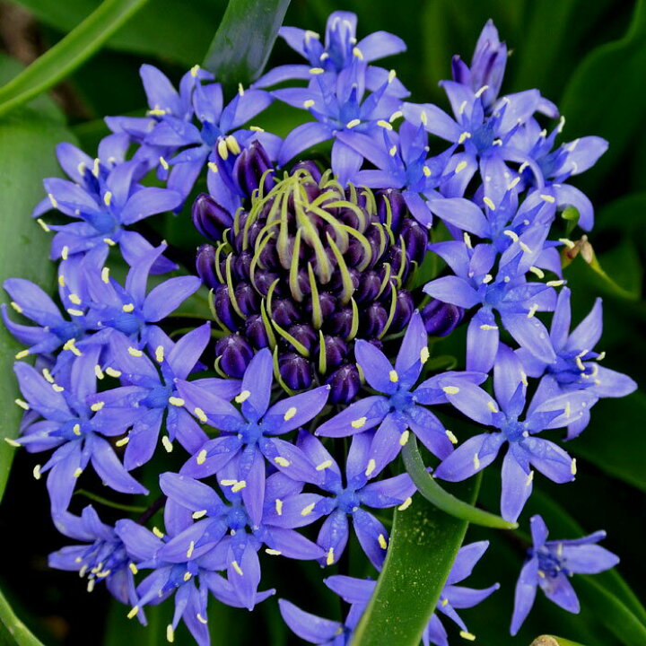 楽天市場 秋植え球根 シラー ペルビアーナ 1球 お届け中 Scilla Peruviana ペルビアナ ツルボ属 シラー属 スキラ属 多年草 中型球根 21bu Com ハッピーガーデン