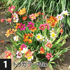   AςȂ XpLVX 3ނIׂ Iׂ5`9Zbgy͂  [֑ΉzԂ̋ Ԓd v Ă₷ HA  nbs[K[fy2025BUzy